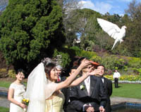 white dove wedding